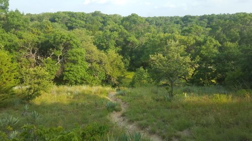 A lush green landscape with trees and a winding path through tall grass under a clear blue sky.