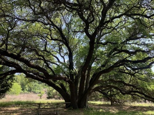 A large, sprawling tree with thick branches and lush green leaves, providing shade over a picnic table beneath it.