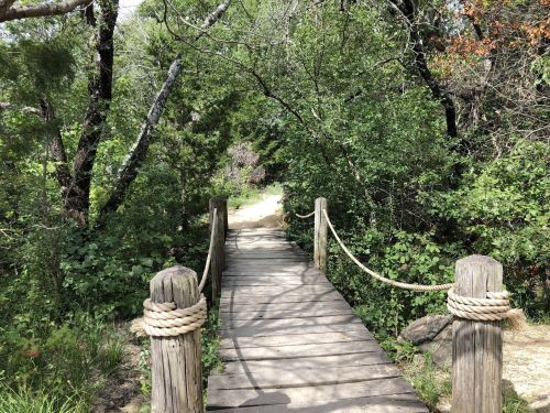 A wooden bridge with rope railings leads through a lush, green forest path.