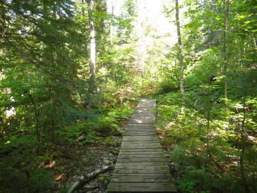 A wooden boardwalk winding through a lush, green forest with sunlight filtering through the trees.