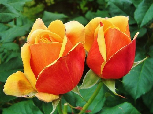 Two vibrant roses with orange and yellow petals, surrounded by green leaves.