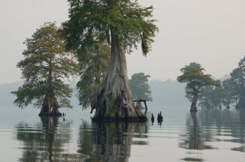 Misty lake scene with cypress trees rising from calm waters, creating a serene and tranquil atmosphere.