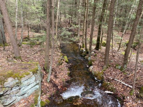 A serene forest scene featuring a flowing stream surrounded by trees and fallen leaves.