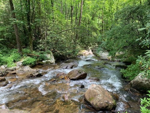 A serene forest scene featuring a flowing stream surrounded by lush green trees and large rocks.
