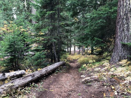 A winding dirt path through a dense forest of tall trees and vibrant green foliage.