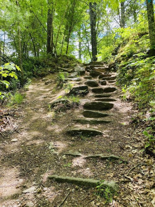 A rocky path leads up through a lush green forest, surrounded by trees and dappled sunlight.