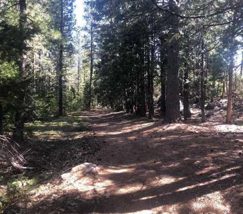 A serene forest path surrounded by tall trees and dappled sunlight on the ground.