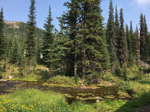 A serene landscape featuring tall evergreen trees, a small stream, and lush greenery under a clear blue sky.