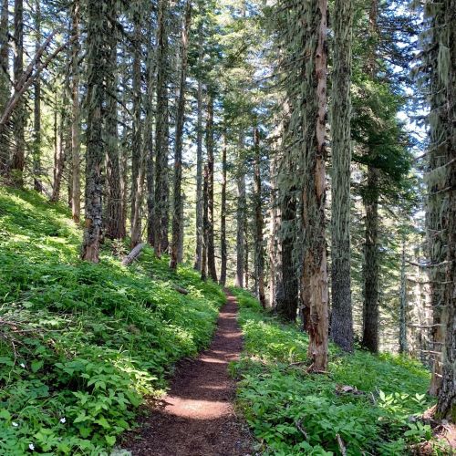 A narrow dirt path winds through a lush green forest with tall trees and dappled sunlight filtering through the leaves.