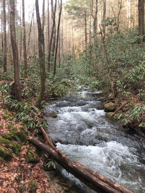 A flowing stream surrounded by trees and lush greenery in a serene forest setting.
