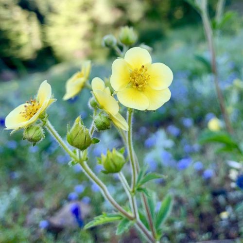 A close-up of delicate yellow flowers with green buds, set against a blurred background of blue and green foliage.