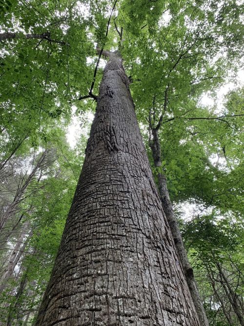 A tall tree with a textured trunk, viewed from the ground looking up through lush green leaves.