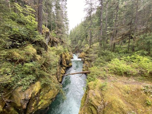 A serene river flows through a lush, green forest with rocky banks and tall trees surrounding the scene.