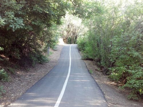 A winding path through a lush green forest, surrounded by trees and foliage on both sides.