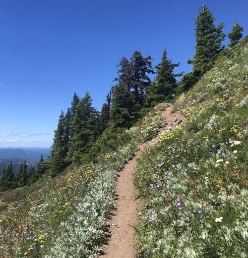 A winding dirt path through a vibrant meadow filled with wildflowers and surrounded by tall green trees under a clear blue sky.