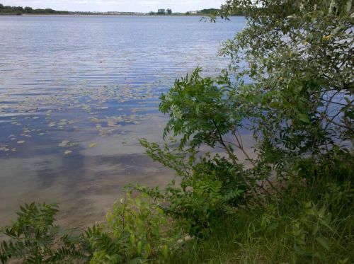 A serene lakeside view with calm water, lily pads, and lush greenery along the shore under a clear sky.