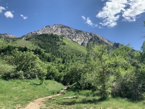 A scenic mountain landscape with lush greenery and a clear blue sky, featuring a winding dirt path through the trees.