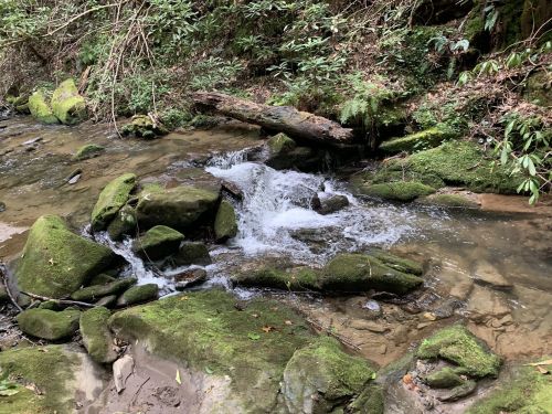 A serene stream flows over moss-covered rocks in a lush, green forest setting.