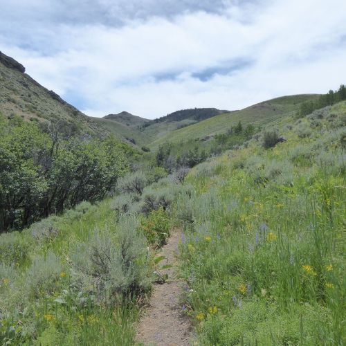 A winding dirt path through a lush green landscape with hills and wildflowers under a cloudy sky.