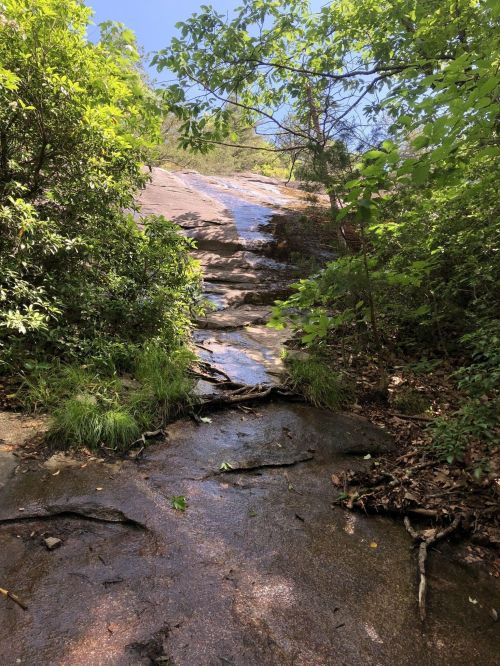 A rocky slope with a small stream flowing down, surrounded by lush green foliage and trees under a clear blue sky.