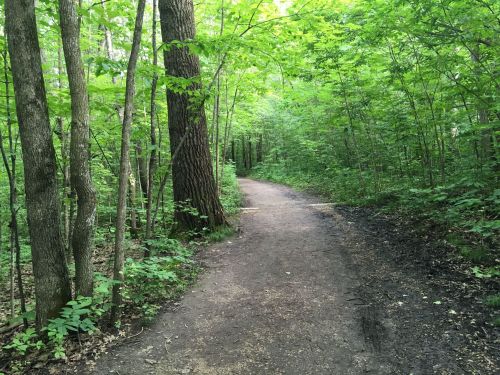 A winding dirt path through a lush green forest, surrounded by tall trees and vibrant foliage.