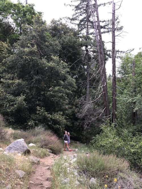 A person stands on a trail surrounded by lush greenery and tall trees in a serene outdoor setting.