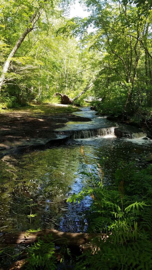 A serene forest scene featuring a gentle stream flowing over rocks, surrounded by lush green trees and foliage.