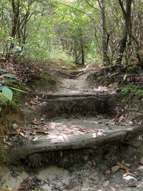 A narrow, winding dirt path with wooden steps, surrounded by lush greenery and dappled sunlight.
