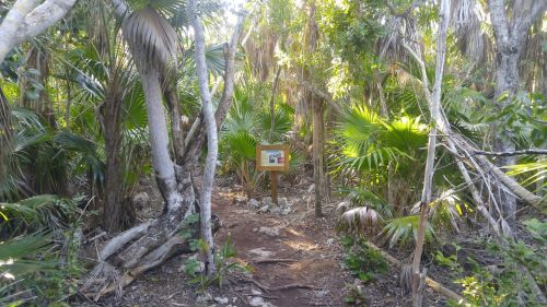 A narrow path through dense greenery, with a framed sign visible ahead amidst palm trees and underbrush.