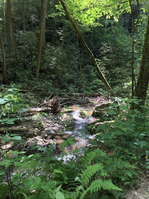 A serene forest scene featuring a small stream flowing through lush greenery and trees.
