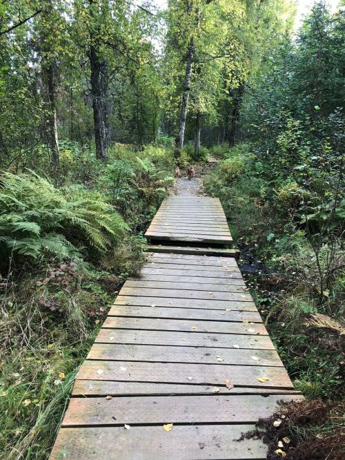 A wooden boardwalk winding through a lush green forest with ferns and trees on either side.