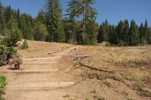 A dirt path leads through a forested area with tall trees and sparse vegetation under a clear blue sky.