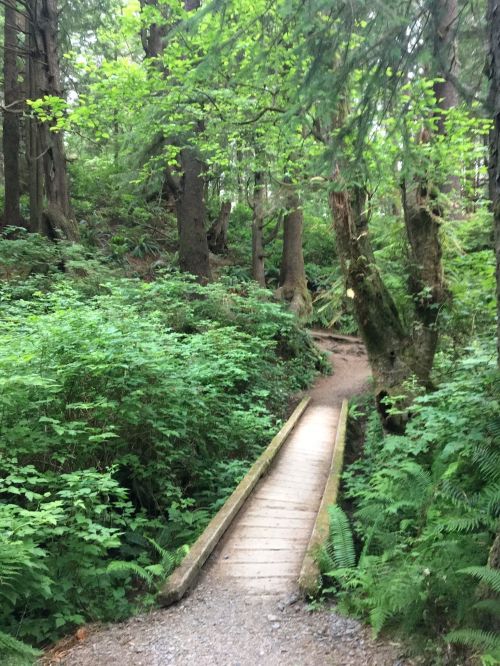 A wooden bridge crosses a path through a lush, green forest filled with trees and ferns.
