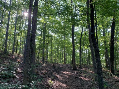 Sunlight filters through lush green trees along a winding forest path, creating a serene natural atmosphere.