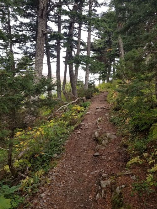 A winding dirt path through a lush forest with tall trees and vibrant greenery on either side.