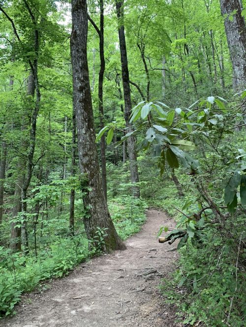 A winding dirt path through a lush green forest with tall trees and vibrant foliage.