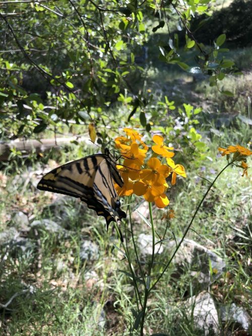 A butterfly with black and yellow stripes perched on bright yellow flowers in a lush, green setting.