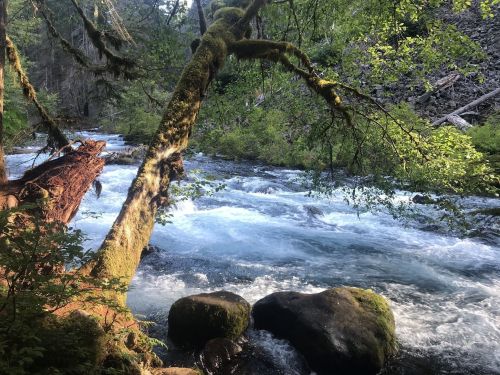 A serene river flows through a lush forest, with moss-covered trees and rocks lining the water's edge.