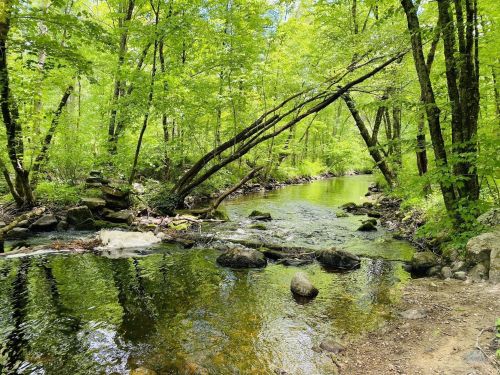 A serene forest scene featuring a clear stream surrounded by lush green trees and rocks along the water's edge.