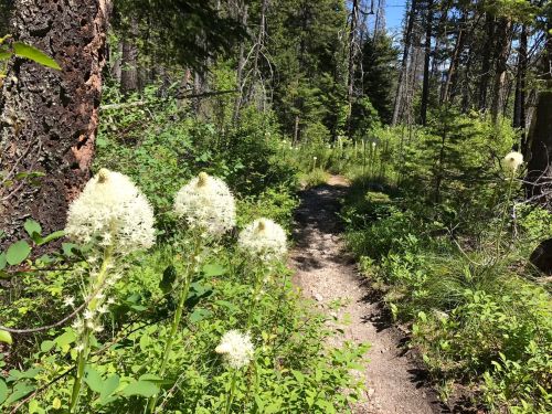 A forest path surrounded by lush greenery and white flowering plants under a clear blue sky.