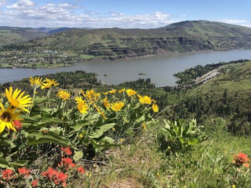 A scenic view of a river valley surrounded by green hills, with vibrant yellow and orange wildflowers in the foreground.
