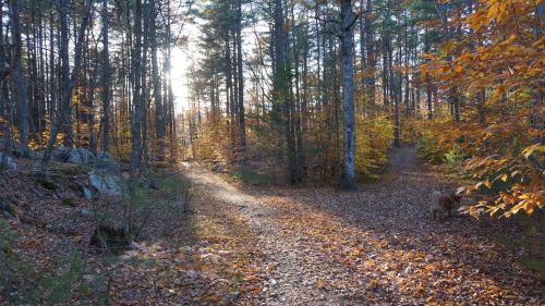A serene forest path in autumn, surrounded by colorful leaves and sunlight filtering through the trees.