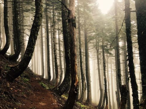 A misty forest with tall, slender trees and a winding dirt path through the underbrush.