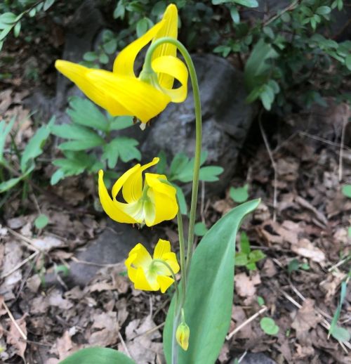 A close-up of a yellow flower with curled petals, surrounded by green leaves and earthy ground.