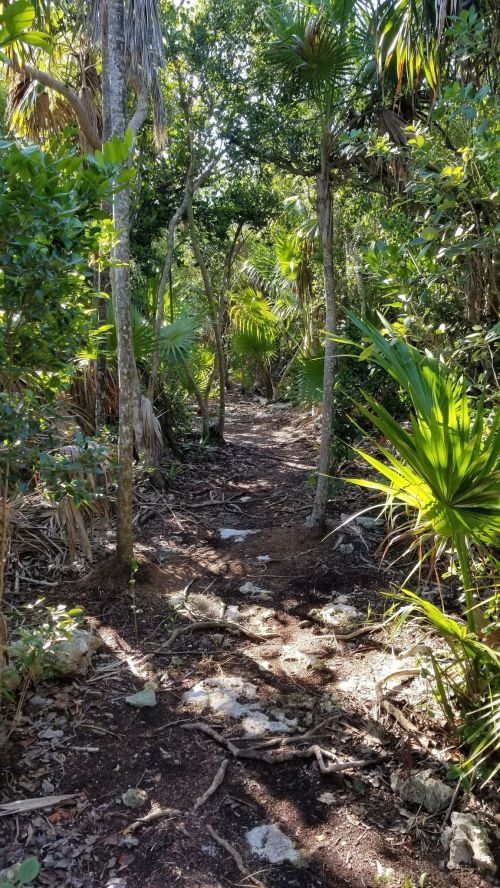 A narrow dirt path winds through a lush, green forest with tall trees and tropical plants on either side.
