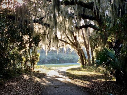 A sunlit path winds through trees draped with Spanish moss, creating a serene, natural setting.