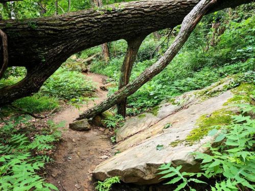 A winding trail through lush greenery, featuring a fallen tree and large rocks amidst vibrant foliage.