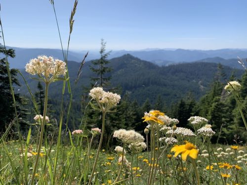 A vibrant meadow filled with wildflowers, overlooking a mountainous landscape under a clear blue sky.