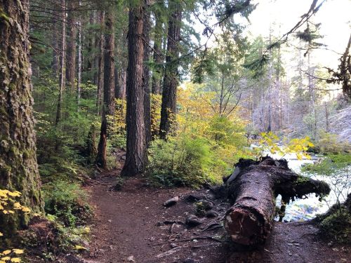 A forest path beside a river, with tall trees and colorful autumn foliage. A fallen log lies on the ground.