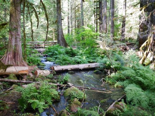 A serene forest scene with tall trees, ferns, and a clear stream flowing over logs. Sunlight filters through the leaves.